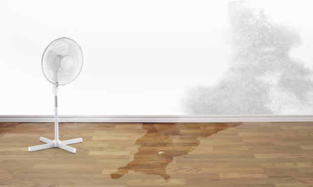 Best Professional water damage repair  in Carnation, WA